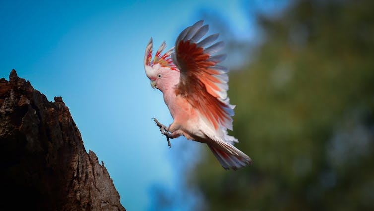 A flying Pink Cockatoo about to land on a tree stump