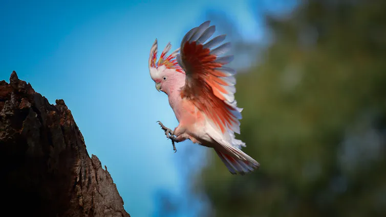 A flying Pink Cockatoo about to land on a tree stump