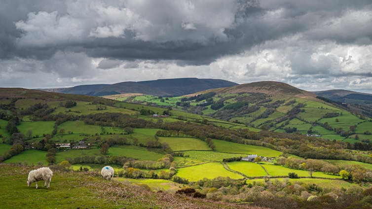 Green hills stretching to the horizon with clouds above and a few sheep in the foreground