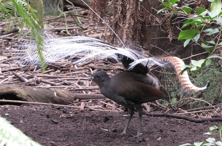 A male Superb Lyrebird spreads its tail as it displays in a forest clearing