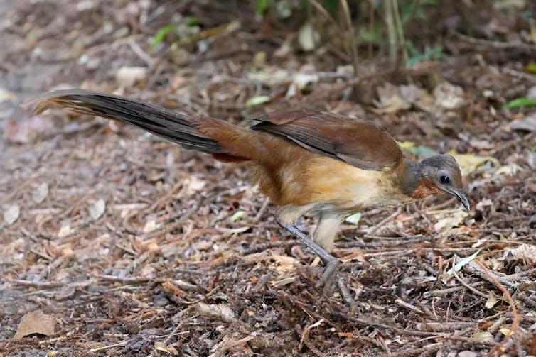 An Albert's Lyrebird digging through forest leaf litter