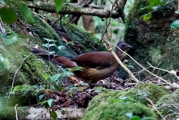 An Albert's Lyrebird walking through moss-covered rocks in a forest