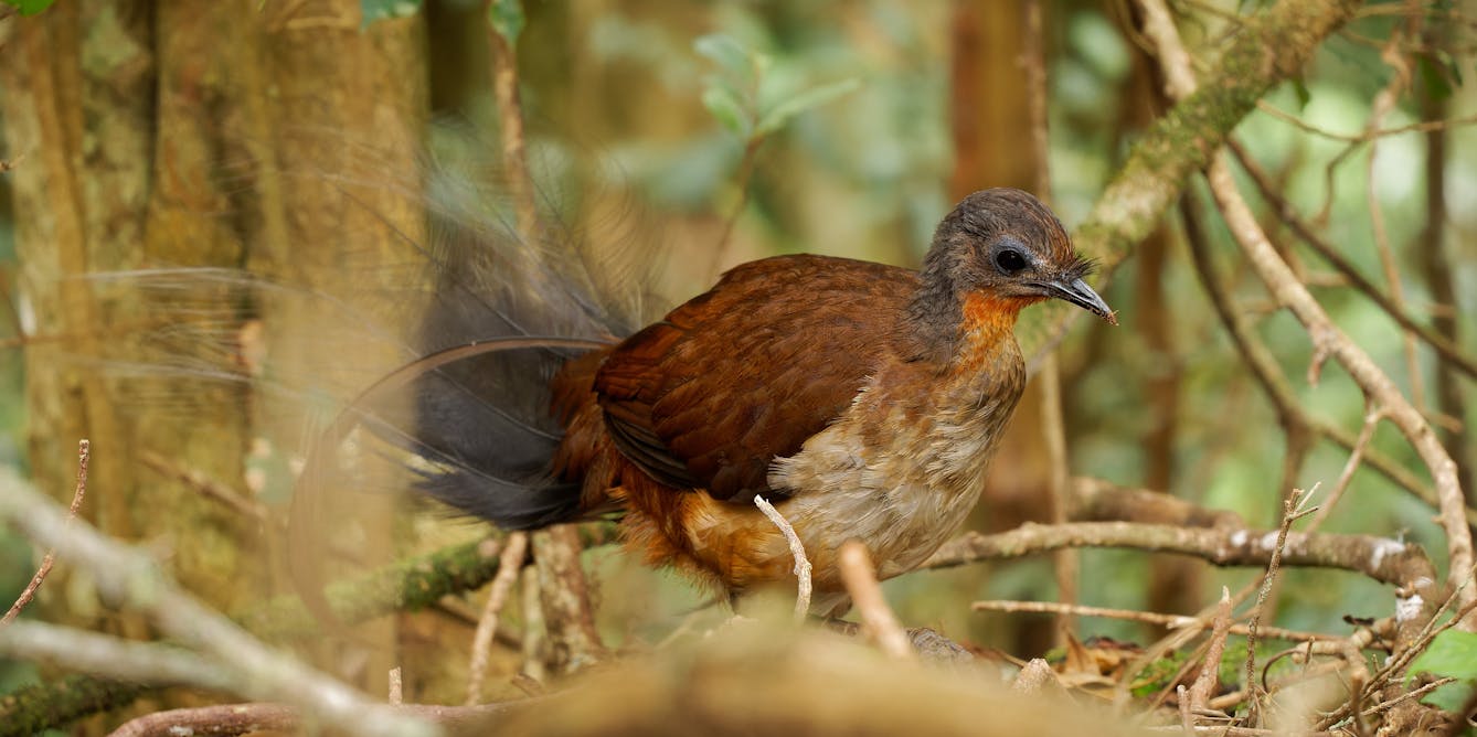 Prince Albert had nothing to do with the lyrebird bearing his name. Should our birds be named after people?