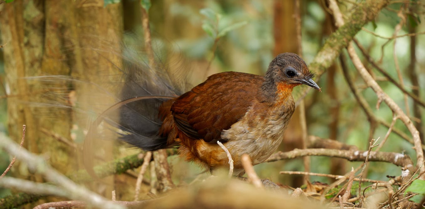 Prince Albert had nothing to do with the lyrebird bearing his name. Should our birds be named after people? Prince Albert had nothing to do with the lyrebird bearing his name. Should our birds be named after people?