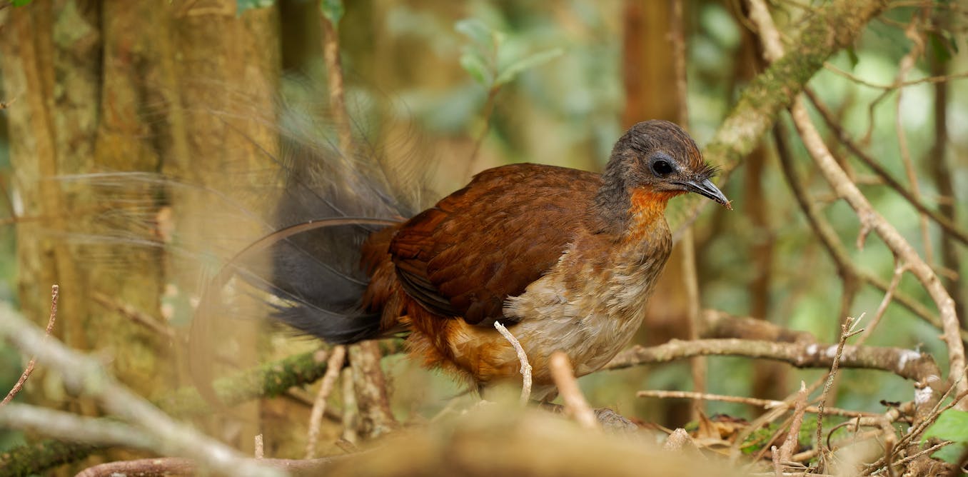 Prince Albert had nothing to do with the lyrebird bearing his name. Should our birds be named after people?