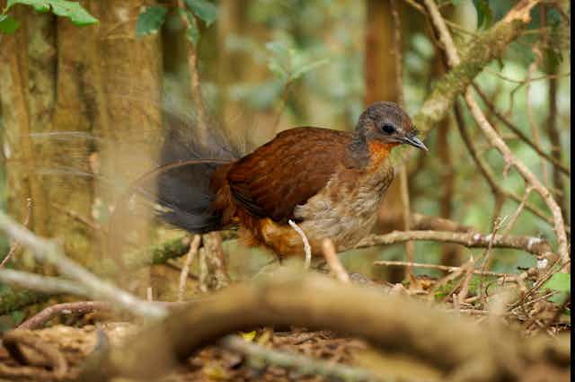 An Albert's Lyrebird walks through a tangle of vines and branches on the forest floor