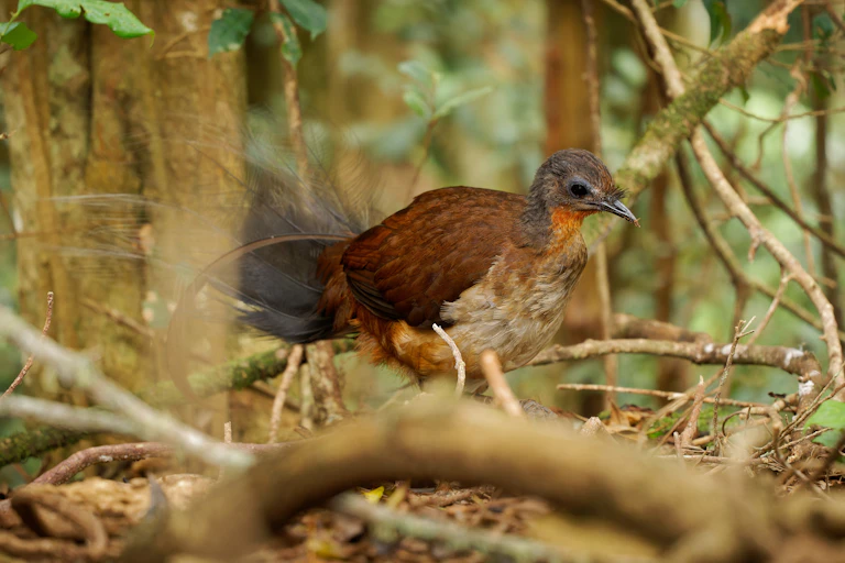 An Albert's Lyrebird walks through a tangle of vines and branches on the forest floor