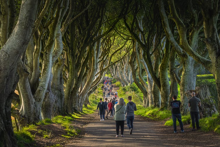 Long shot of dark hedges with people walking along the road.