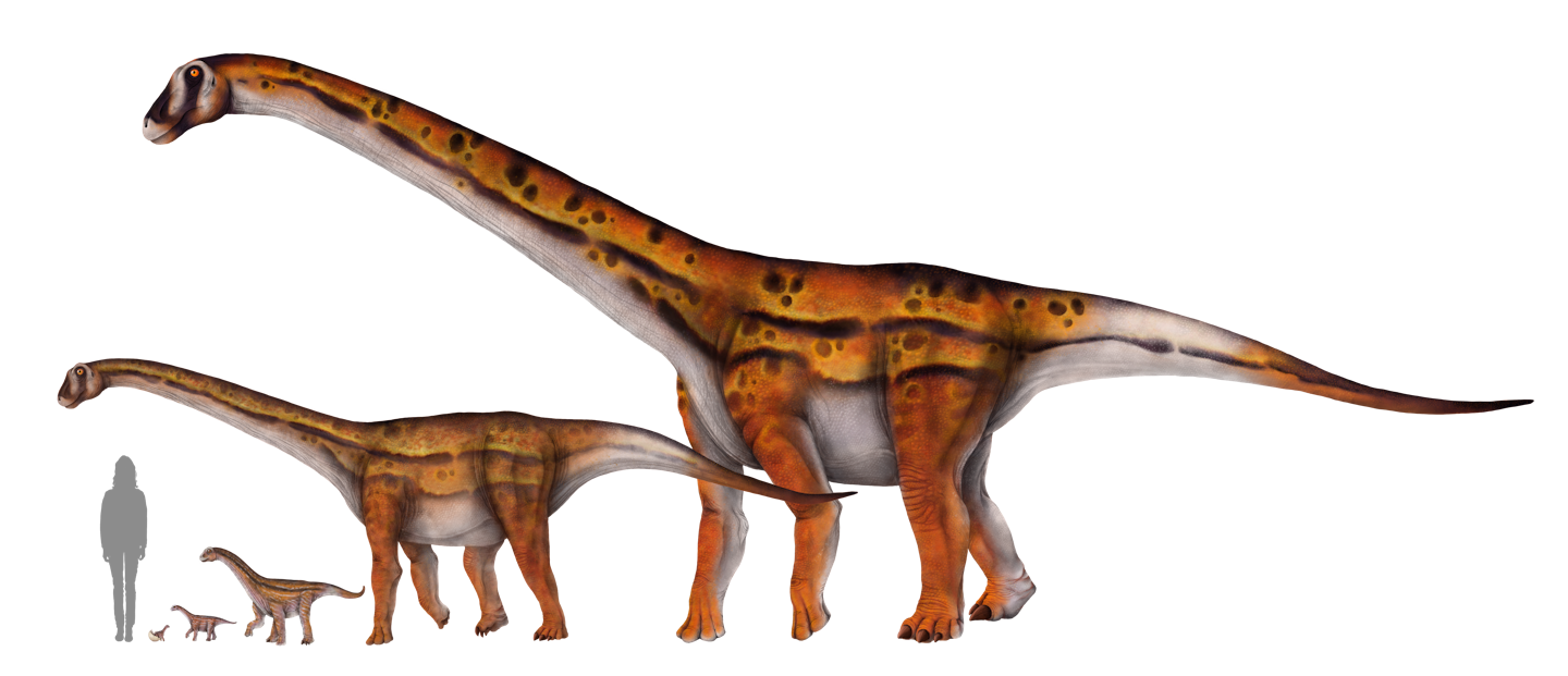 An illustration of a human standing next to five different sized 4-legged, long necked dinosaurs from an baby to towering individual.
