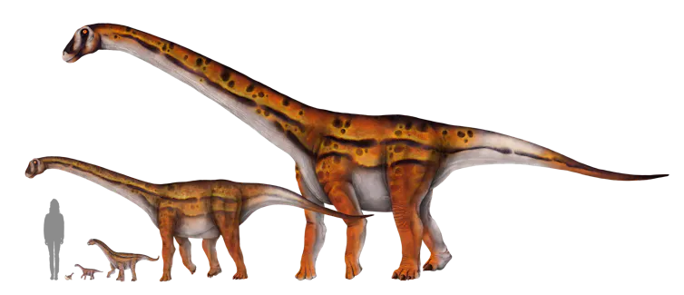An illustration of a human standing next to five different sized 4-legged, long necked dinosaurs from an baby to towering individual.