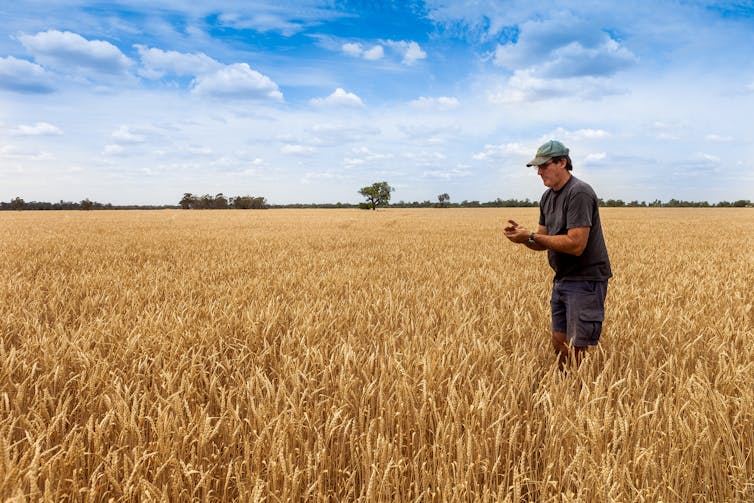 A man in shorts, a tee-shirt and a baseball hat standing in a field of wheat