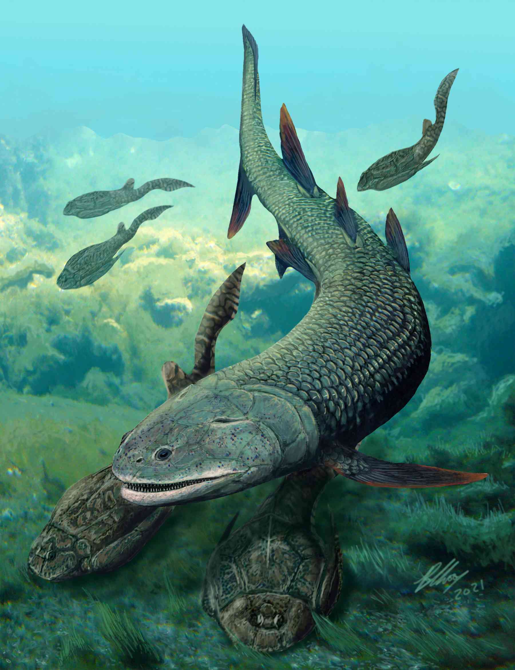 Bizarre Prehistoric Predator Fish Breathed Air, Had Fangs And Four