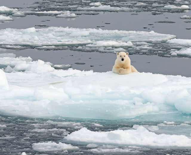 Polar bear leaning on an iceberg