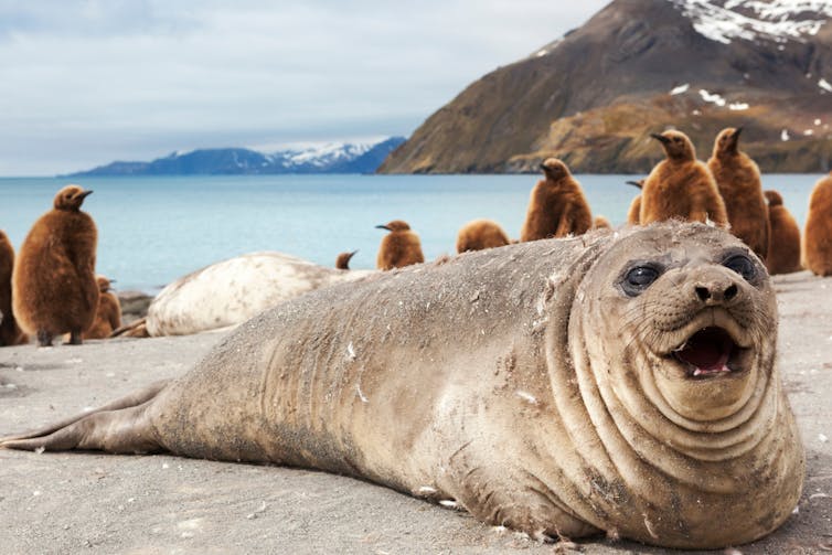 An elephant seal in South George.