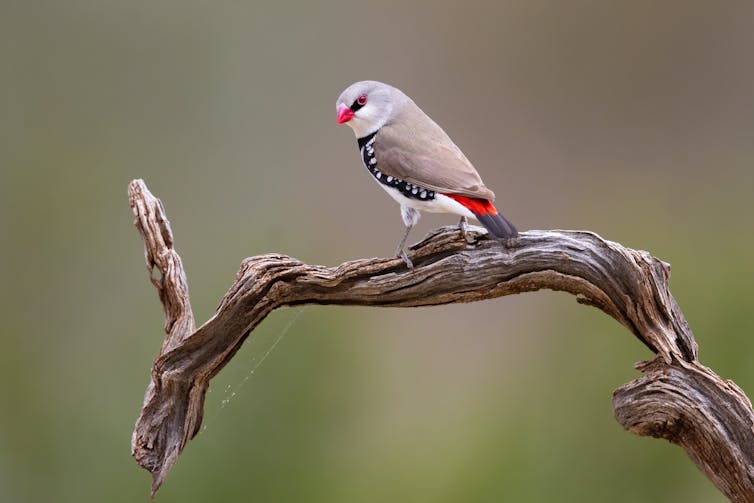 grey and red bird perches on branch