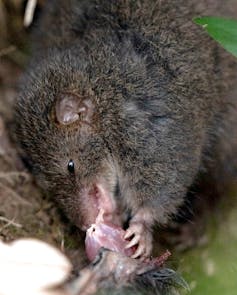 A dark grey marsupial with a pointy snout tearing at pink flesh