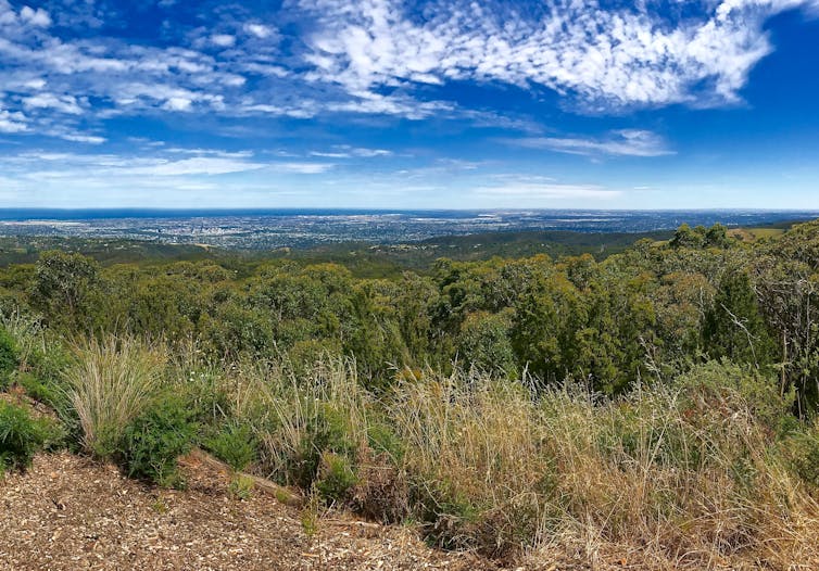 view of vegetation and pastoral land