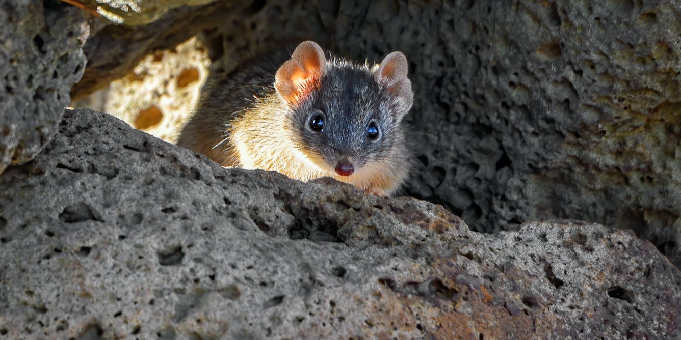 These fierce, tiny marsupials drop dead after lengthy sex fests – and sometimes become cannibals