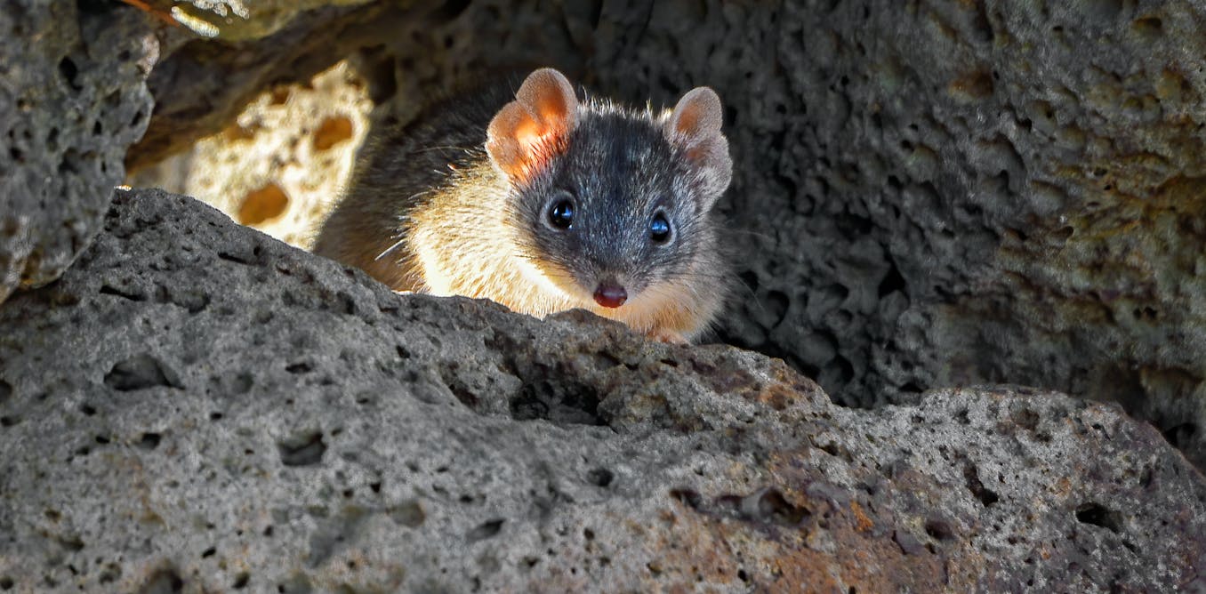 These fierce, tiny marsupials drop dead after lengthy sex fests – and sometimes become cannibals