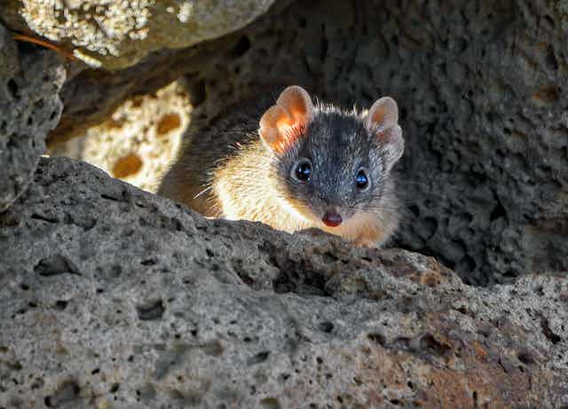 A small mouse like animal with beady eyes looking out from a rocky cave