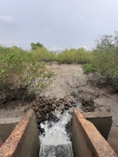 Canalisation dans un paysage de mangrove en Afrique