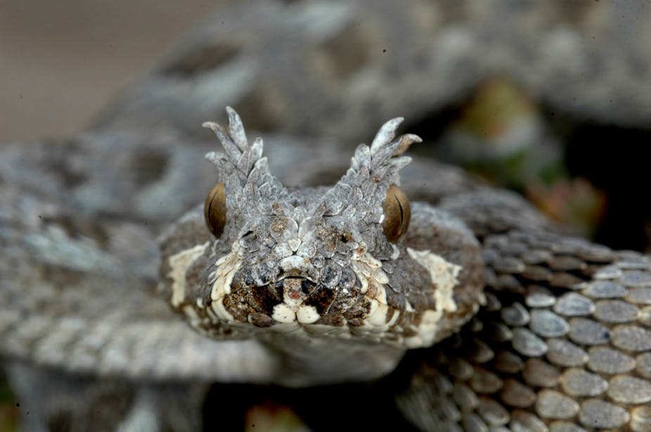 A close-up photograph of a snake whose head scales are formed into two small grey-black "horns", the same colours as most of the rest of its body