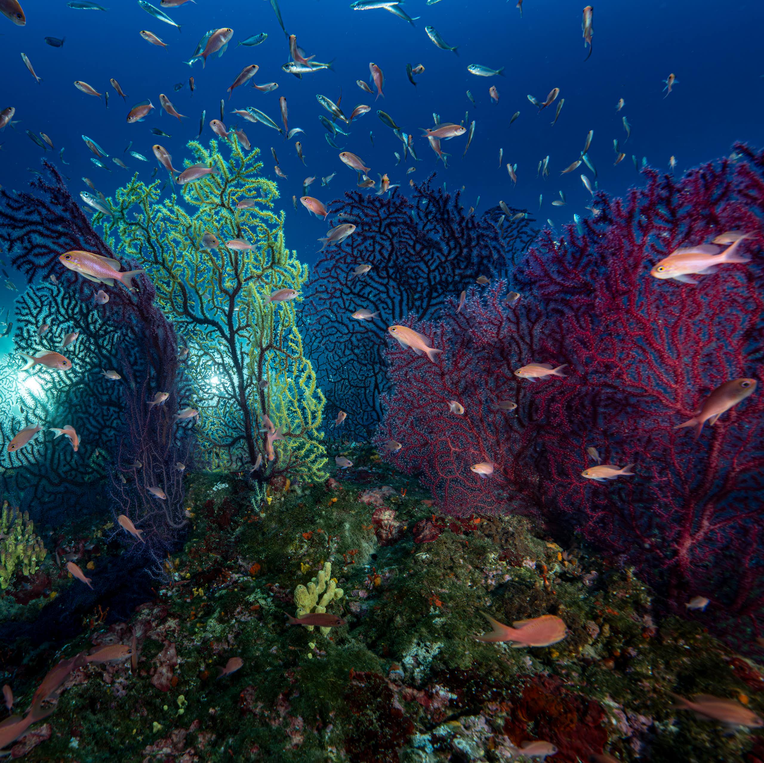 The deep Mediterraneen: a temporary refuge for gorgonian coral forests facing marine heat waves
