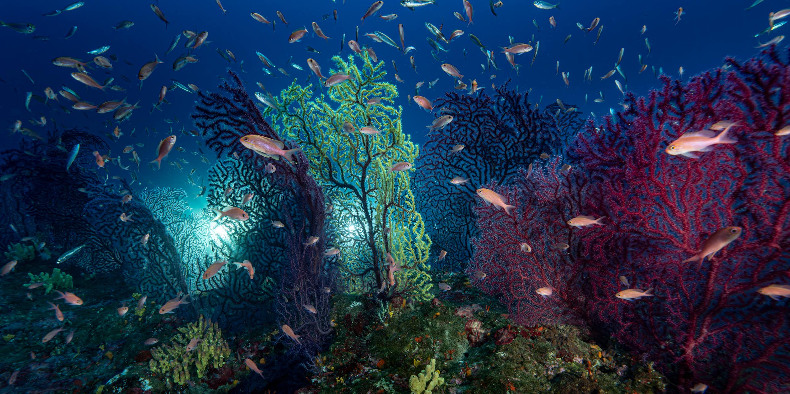 The deep Mediterraneen: a temporary refuge for gorgonian coral forests facing marine heat waves