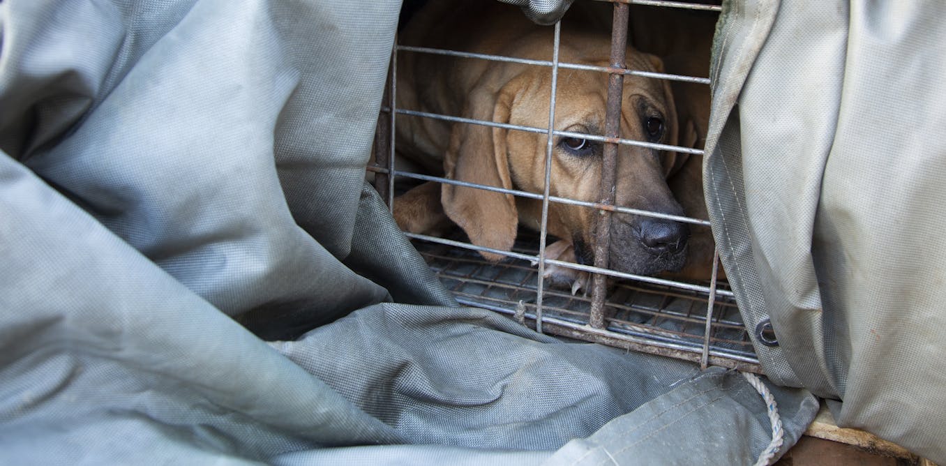 Why South Korea is banning the sale of dog meat
