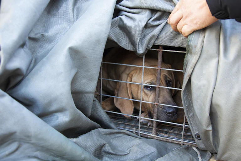 A dog sitting in a cage.
