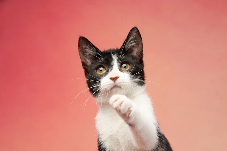 A black and white kitten with its paw raised