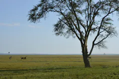 Flat landscape with tree in foreground and animals in the distance.