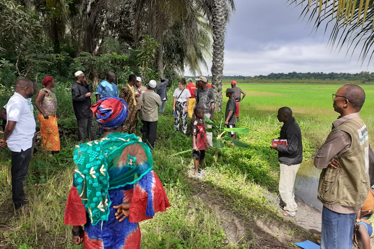 personnes dans une culture de riz dans les mangroves