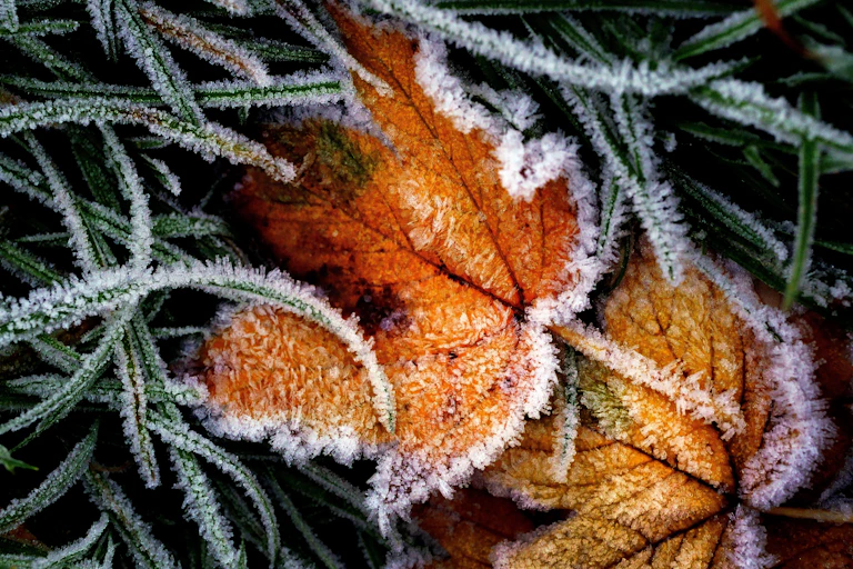 Golden fallen leaf, edged with white frost, on a bed of green grass dusted with white frost