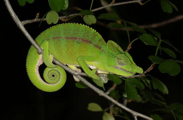 Le caméléon de Voeltzkow a été redécouvert à Madagascar en 2018.