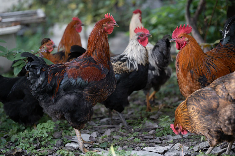 a group of chickens