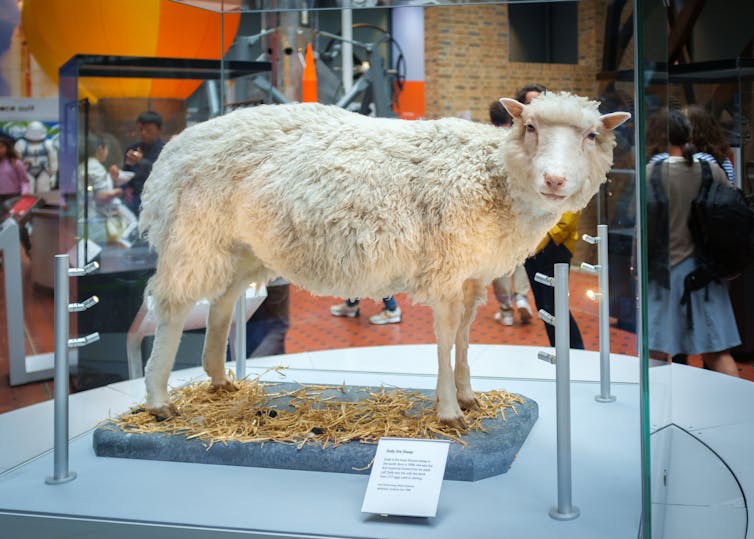 La oveja Dolly fue disecada y hoy puede verse en el Museo Nacional de Escocia, en Edimburgo.
Juraj Kamenicky / Shutterstock