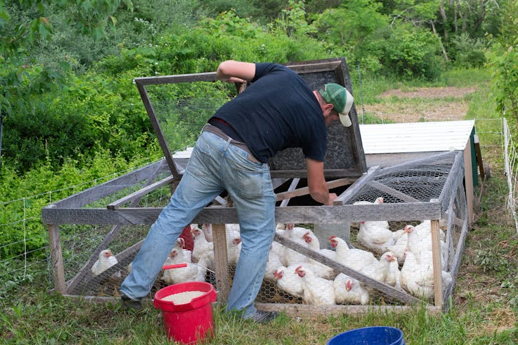 a man reaches into a chicken coop filled with chicken