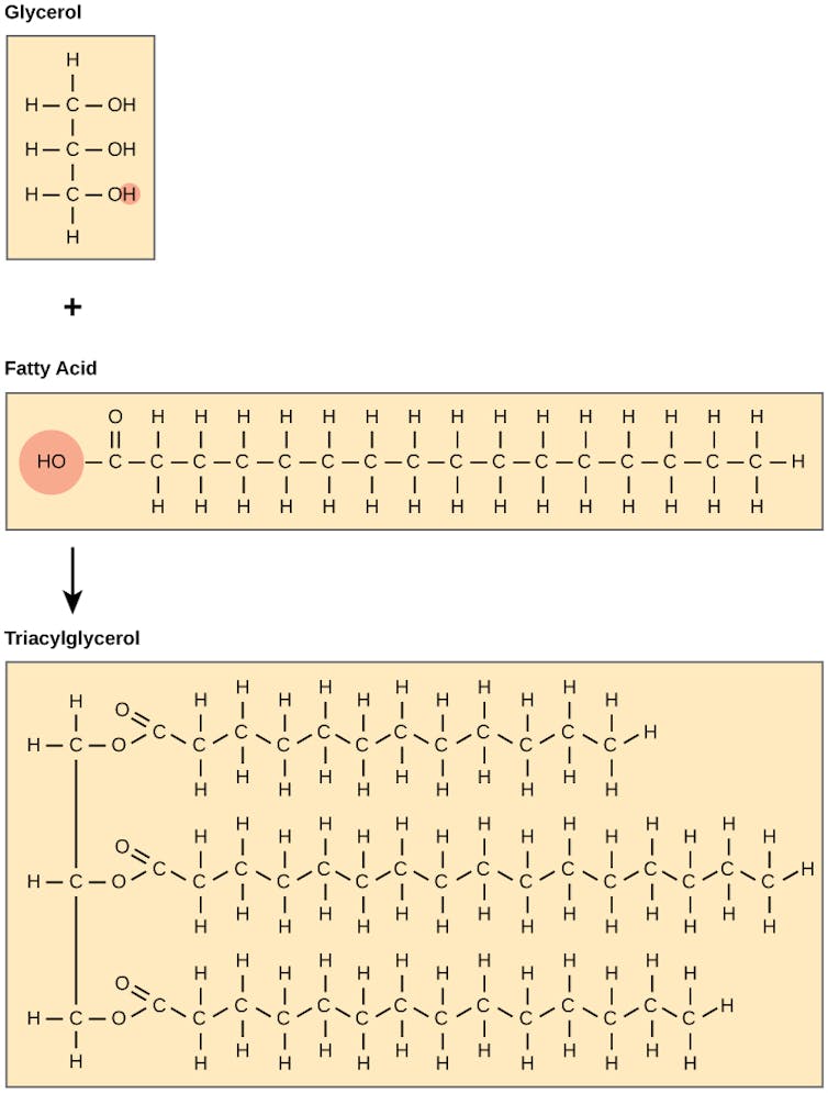 Figura que muestra la estructura química del glicerol, un ácido graso y un triglicerol.