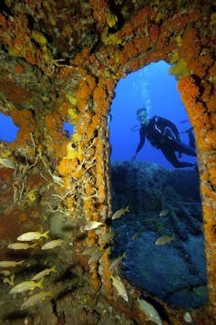 Fish swim through a sunken ship doorway rimmed with coral as a scuba diver hovers nearby.