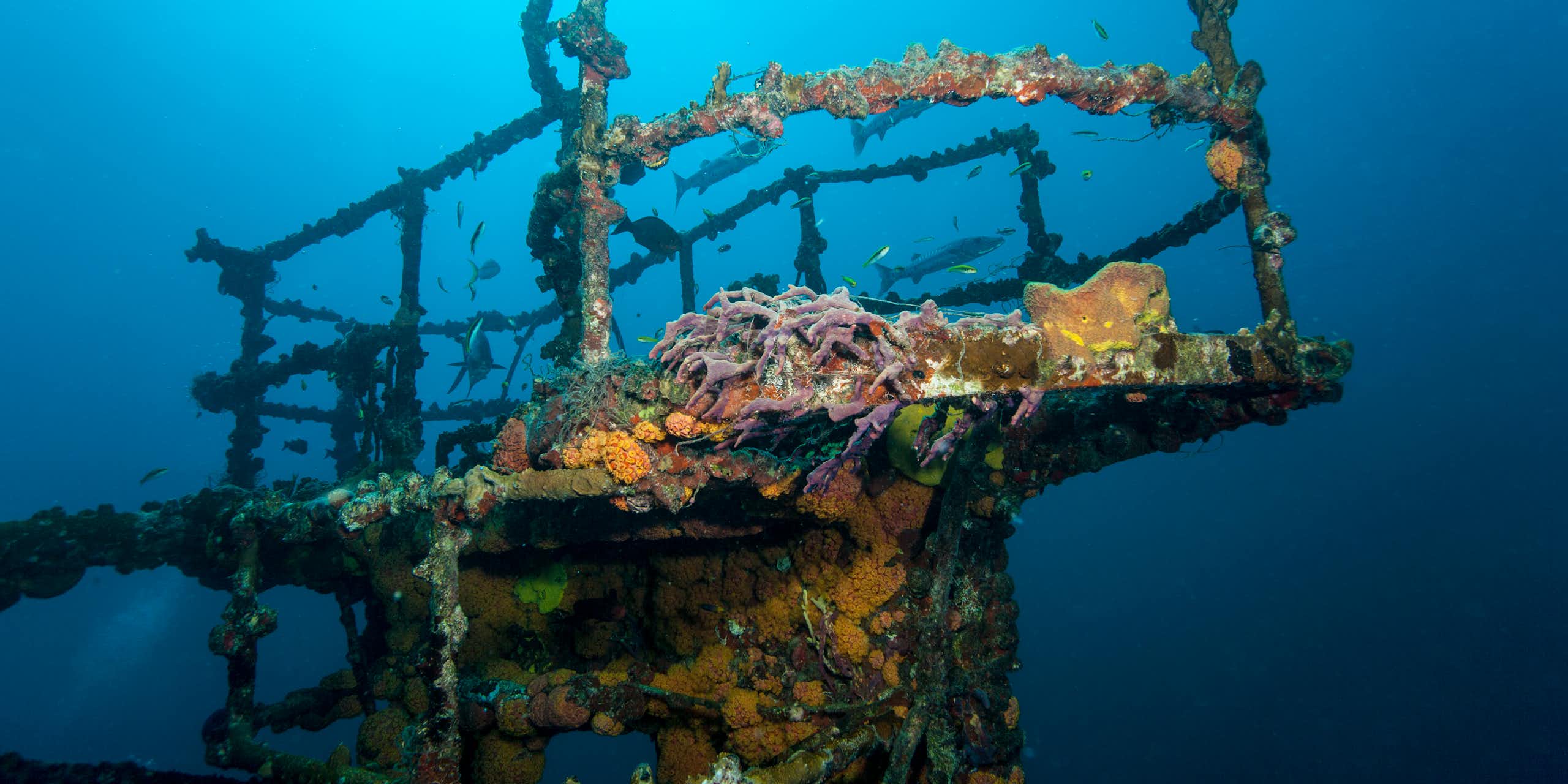 A ship's prow covered with coral and other marine life