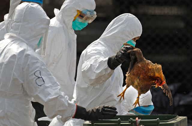 Técnicos de saúde, usando roupas de proteção, manipulam uma galinha morta