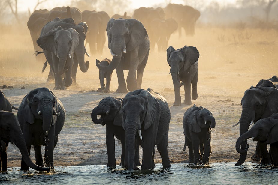 About 20 elephants approach a watering hole in the dusk
