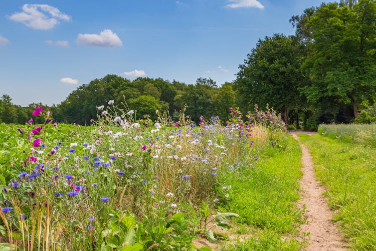 A rural path with colourful wildflowers on one side.