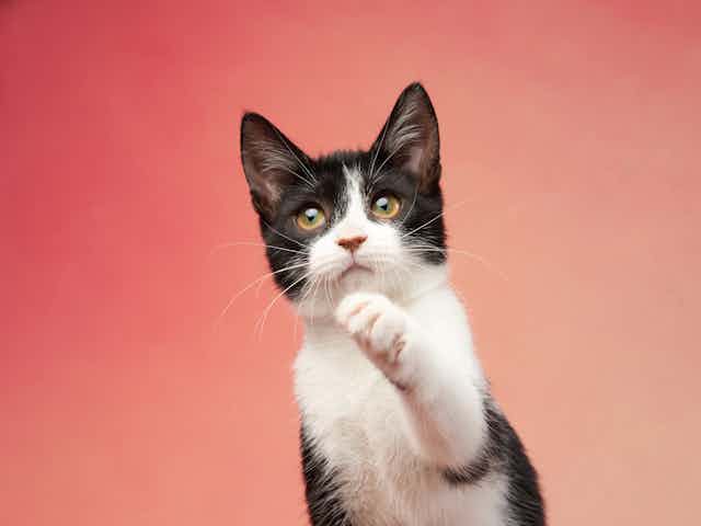 A black and white kitten with its paw raised
