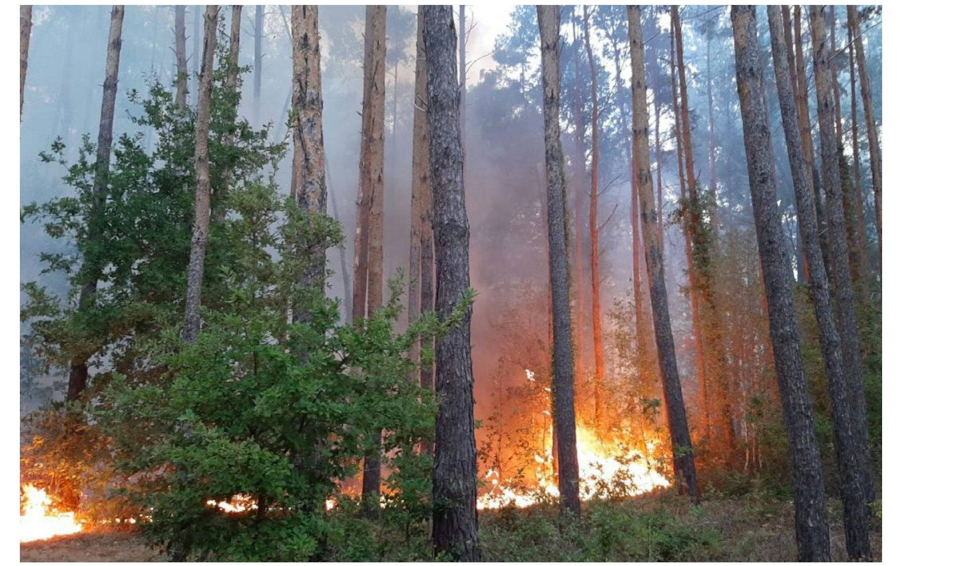 Feu dans une forêt plantée de pin sylvestre en Sologne, Loir-et-Cher