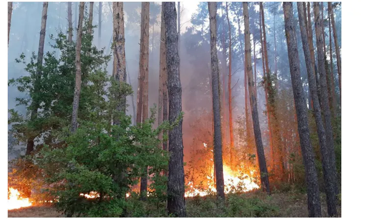 Feu dans une forêt plantée de pin sylvestre en Sologne, Loir-et-Cher