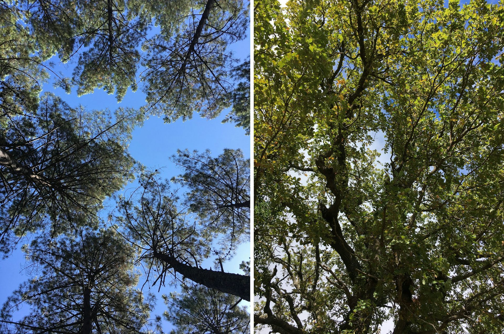 Différences d’interception de la lumière entre une canopée de pin maritime (gauche) et celle de chênes rouvre (droite)