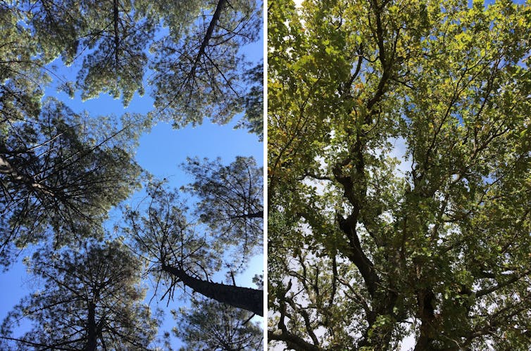 Différences d’interception de la lumière entre une canopée de pin maritime (gauche) et celle de chênes rouvre (droite)