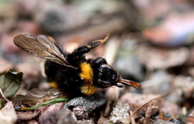 A dead bumblebee.